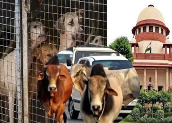 आवारा पशुओं को सड़कों-हाईवे से हटाएं’, सुप्रीम कोर्ट का राज्यों-एनएचएआई और निकायों को निर्देश