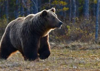 Grizzly Bear Attack On School Children And Teachers In Canada Injures 11