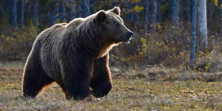 Grizzly Bear Attack On School Children And Teachers In Canada Injures 11