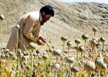 CIA dropped modified poppy seeds to weaken Afghan heroin trade: Report