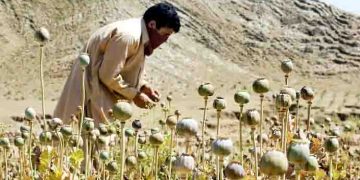 CIA dropped modified poppy seeds to weaken Afghan heroin trade: Report