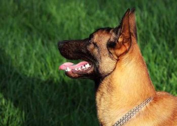 Scientists Say Most Dogs Have Some Wolf DNA