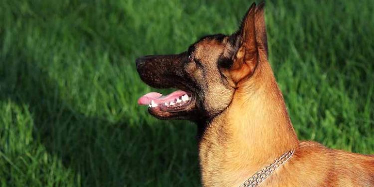 Scientists Say Most Dogs Have Some Wolf DNA