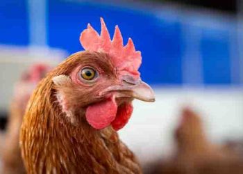 US Patient Sick With Bird Flu Virus That Has “Pandemic Potential”: Report