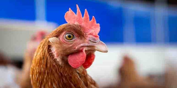 US Patient Sick With Bird Flu Virus That Has “Pandemic Potential”: Report