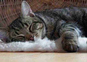 Turkish Man Ordered To Pay Rs 84,000 Per Year To Ex-Wife For “Cat Care”