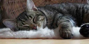 Turkish Man Ordered To Pay Rs 84,000 Per Year To Ex-Wife For “Cat Care”