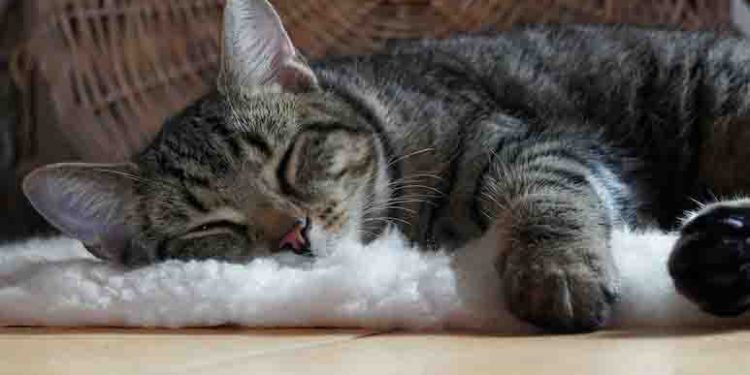 Turkish Man Ordered To Pay Rs 84,000 Per Year To Ex-Wife For “Cat Care”