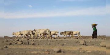 US, European Aid Cuts Could Cause 22 Million Deaths By 2030: Study