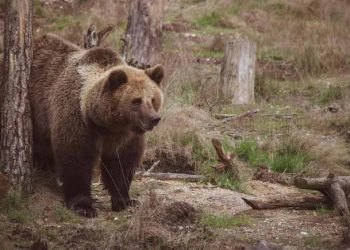 Japanese Hiker’s Smartwatch Reveals Chilling Last Details After Bear Fatally Mauled Him