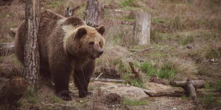 Japanese Hiker's Smartwatch Reveals Chilling Last Details After Bear Fatally Mauled Him 1 Japanese Hiker’s Smartwatch Reveals Chilling Last Details After Bear Fatally Mauled Him
