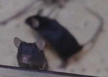 Mouse Births Pups After Return From Space Mission In China