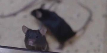 Mouse Births Pups After Return From Space Mission In China