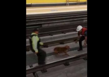 Ecuador Metro Suspended After Puppy Enters Tracks, Rescued After 24 Hours