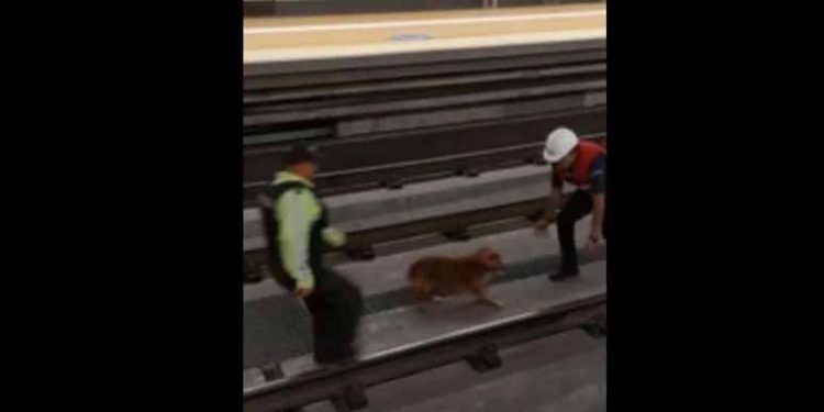 Ecuador Metro Suspended After Puppy Enters Tracks, Rescued After 24 Hours