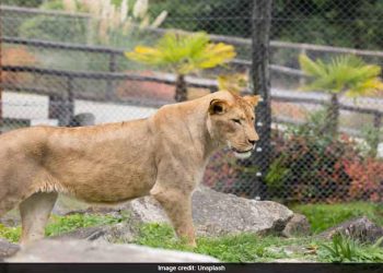 Brazilian Teenager, Who Wanted To Work With Animals, Mauled To Death By Lion At Zoo