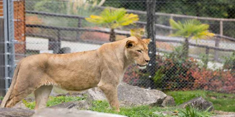 Brazilian Teenager, Who Wanted To Work With Animals, Mauled To Death By Lion At Zoo