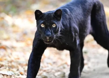 นักท่องเที่ยวฮือฮา พบ “เสือดำ” แห่งผืนป่าแก่งกระจาน เดินโชว์ตัวชัดเจน ต้อนรับช่วงปีใหม่