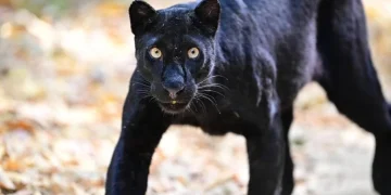 นักท่องเที่ยวฮือฮา พบ “เสือดำ” แห่งผืนป่าแก่งกระจาน เดินโชว์ตัวชัดเจน ต้อนรับช่วงปีใหม่