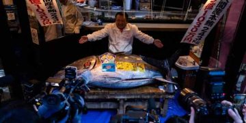 Japan’s bluefina tuna fish sells for record Rs 28 crore at Tokyo fish market