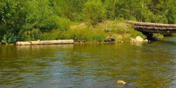 Invasive “Alien” Fish Spreads In Pakistani Waters, Threatens Biodiversity