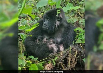 Twin Mountain Gorillas Born In Congo’s Virunga Park In Rare Conservation Milestone