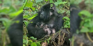 Twin Mountain Gorillas Born In Congo’s Virunga Park In Rare Conservation Milestone