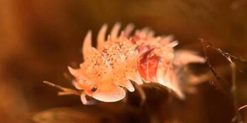 These pets are armored, spiky and pricey. Poachers want to cash in