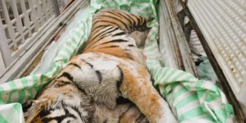 เวียดนามจับกุมชาย 2 คนข้อหาค้าสัตว์ป่าใกล้สูญพันธุ์ หลังพบซากเสือแช่แข็งซุกห้องใต้ดิน