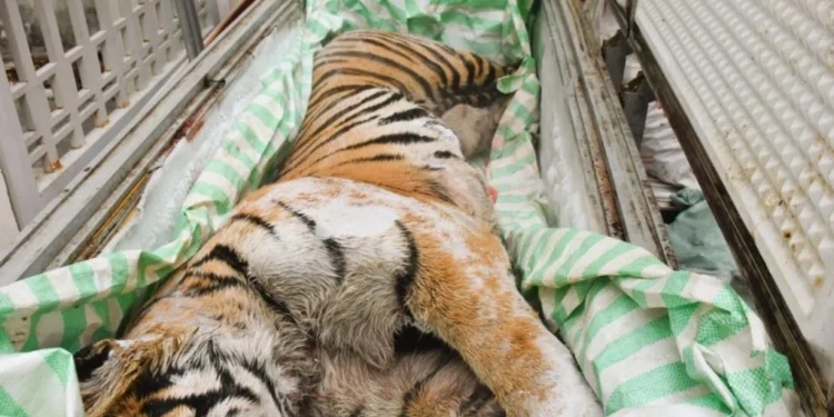 เวียดนามจับกุมชาย 2 คนข้อหาค้าสัตว์ป่าใกล้สูญพันธุ์ หลังพบซากเสือแช่แข็งซุกห้องใต้ดิน