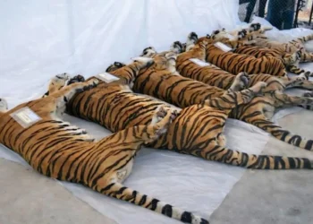 อดีตผู้ช่วย ผอ.เขาดิน เผยเบื้องหลังเสือแม่ริม-แม่แตง ตายเกลื่อน ชี้พิรุธ อาจไม่ใช่ “ไข้หัดแมว”