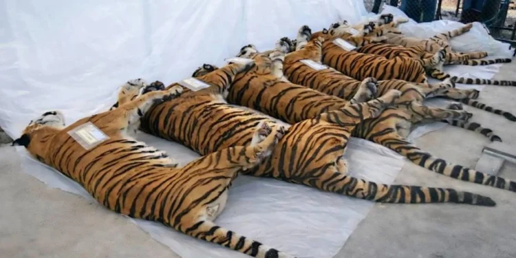 อดีตผู้ช่วย ผอ.เขาดิน เผยเบื้องหลังเสือแม่ริม-แม่แตง ตายเกลื่อน ชี้พิรุธ อาจไม่ใช่ “ไข้หัดแมว”