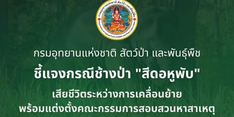 กรมอุทยานฯ ชี้แจงกรณีช้างป่า “สีดอหูพับ” เสียชีวิตระหว่างการเคลื่อนย้าย พร้อมแต่งตั้งคณะกรรมการสอบสวนหาสาเหตุ