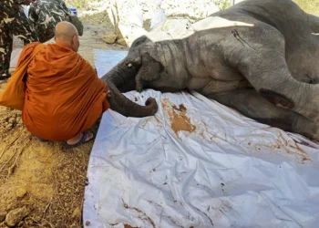 อาลัยช้างป่าสีดอหูพับล้ม เจ้าหน้าที่ร่วมพิธีอุทิศส่วนกุศล คาดสาเหตุจากยิงยาซึมเกินขนาด