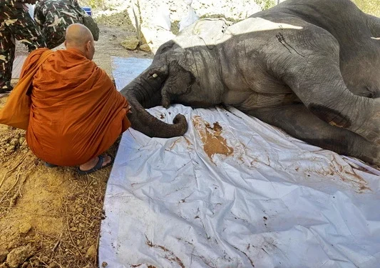อาลัยช้างป่าสีดอหูพับล้ม เจ้าหน้าที่ร่วมพิธีอุทิศส่วนกุศล คาดสาเหตุจากยิงยาซึมเกินขนาด