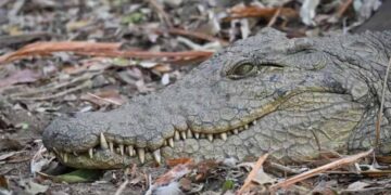 Fisherman fleeing elephants killed by crocodile in Zambia