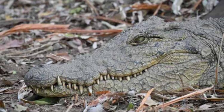 Fisherman fleeing elephants killed by crocodile in Zambia