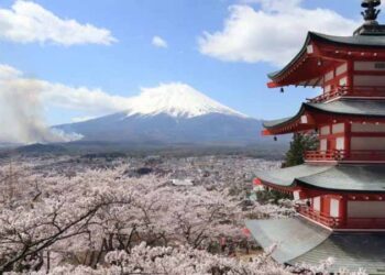 Japanese city cancels cherry blossom festival over badly behaved tourists