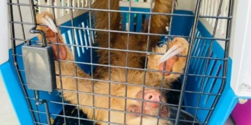 เจ้าหน้าที่เร่งช่วยสัตว์แปลก 366 ชีวิต หลังถูกขบวนการค้าสัตว์ป่าทิ้งอดตายกลางป่าอ้อย