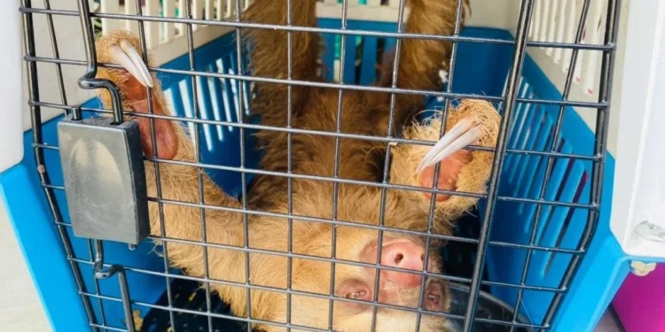 เจ้าหน้าที่เร่งช่วยสัตว์แปลก 366 ชีวิต หลังถูกขบวนการค้าสัตว์ป่าทิ้งอดตายกลางป่าอ้อย