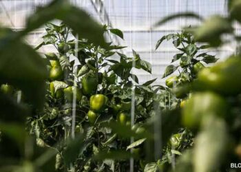 Dubai Secures Fresh Produce Even As Iran War Disrupts Food Shipments