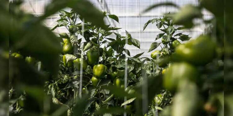 Dubai Secures Fresh Produce Even As Iran War Disrupts Food Shipments