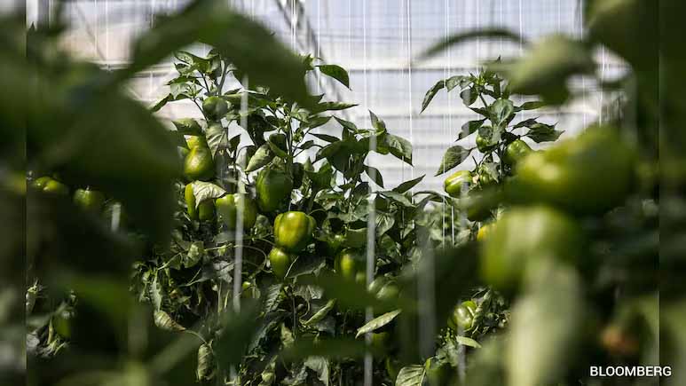 Dubai Secures Fresh Produce Even As Iran War Disrupts Food Shipments