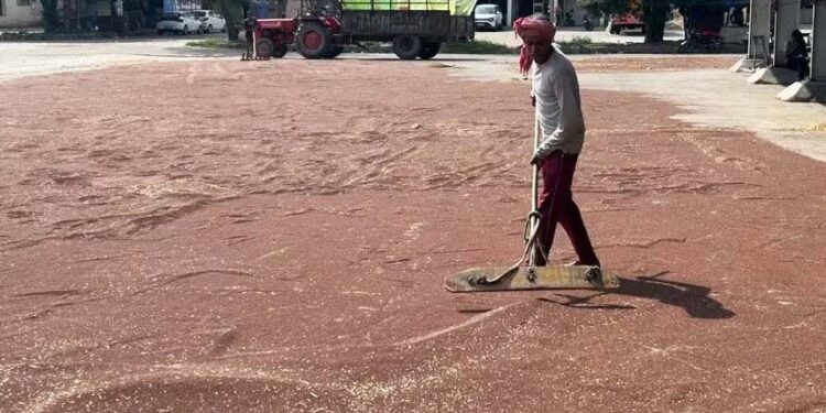 Nations race to secure enough fertiliser, prevent food crisis amid Iran war