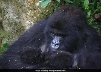 Second Set Of Rare Gorilla Twins Born In Congo’s Virunga Park: “Extraordinary Event”