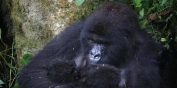 Second Set Of Rare Gorilla Twins Born In Congo’s Virunga Park: “Extraordinary Event”
