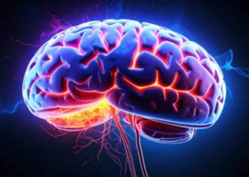 Startup Builds Data Centres Powered By Human Brain Cells, Not Chips