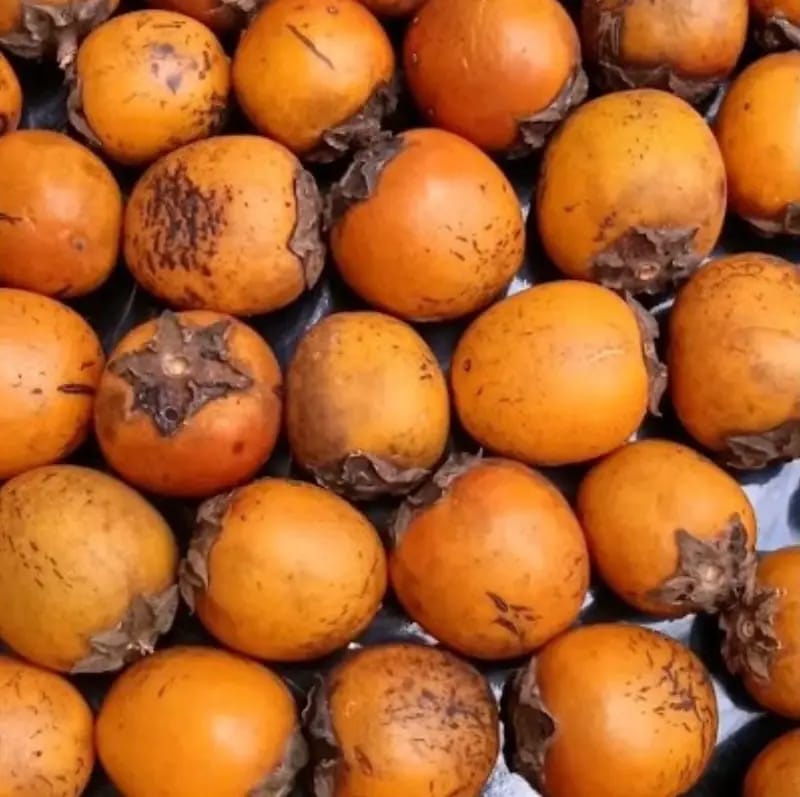 WhatsApp Image 2026 04 13 at 4.50.06 PM