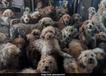 Nearly 250 Dogs Found Packed Into One Room In Scene Many Mistook For AI