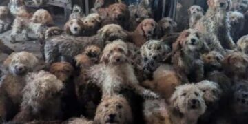 Nearly 250 Dogs Found Packed Into One Room In Scene Many Mistook For AI